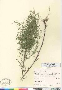 Epilobium leptophyllum image