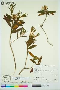 Rhododendron groenlandicum image