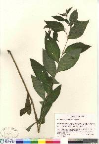 Lithospermum latifolium image