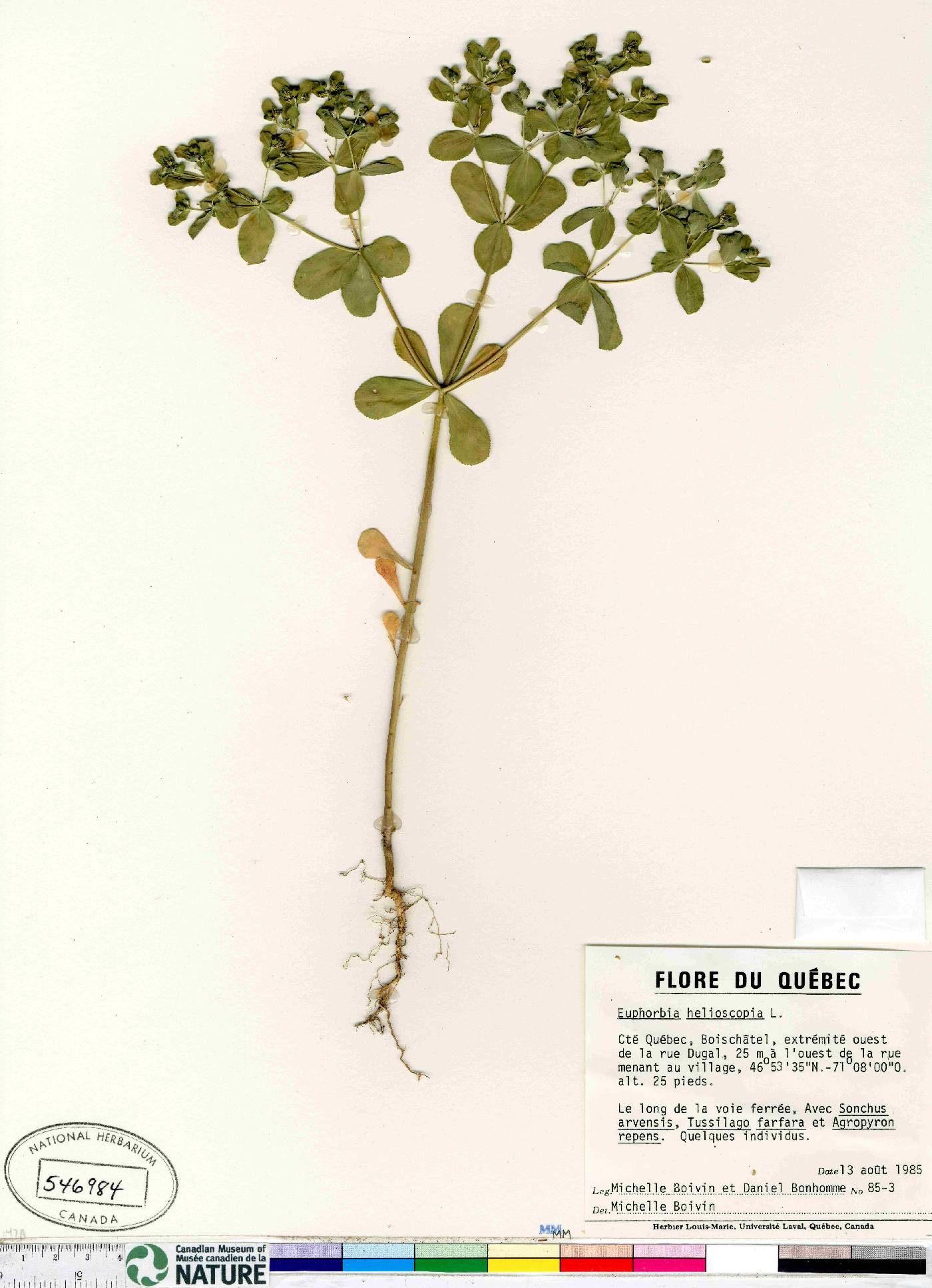 Euphorbia helioscopia image