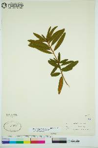 Rhododendron groenlandicum image