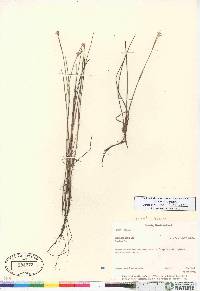 Juncus stygius image