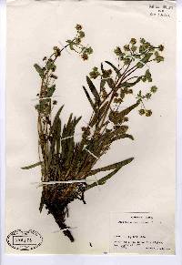 Bupleurum americanum image