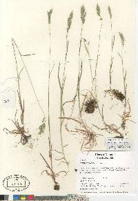 Bromus hordeaceus image