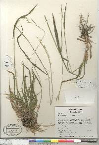 Bromus vulgaris image