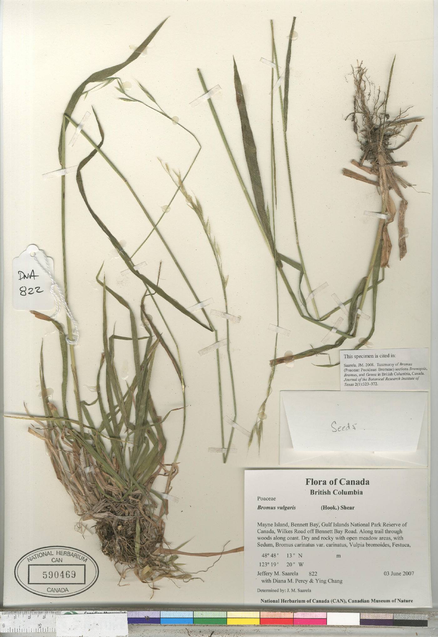 Bromus vulgaris image