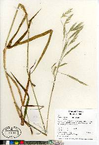 Bromus carinatus var. carinatus image