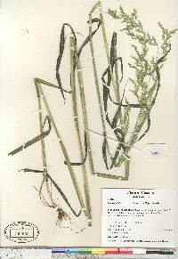 Cinna latifolia image