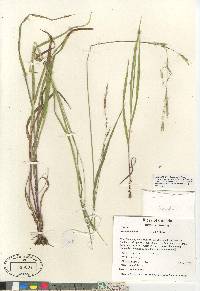 Bromus vulgaris image