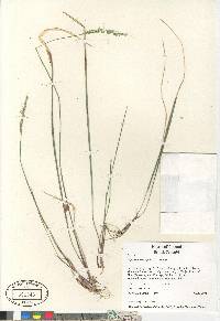 Oryzopsis asperifolia image