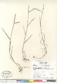 Cinna latifolia image