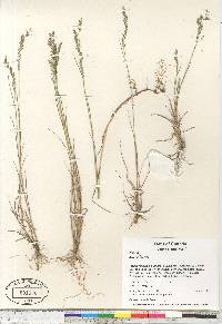 Agrostis pallens image