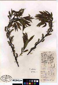 Salix petiolaris image