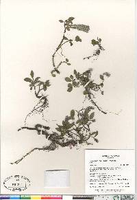 Salix arctica image