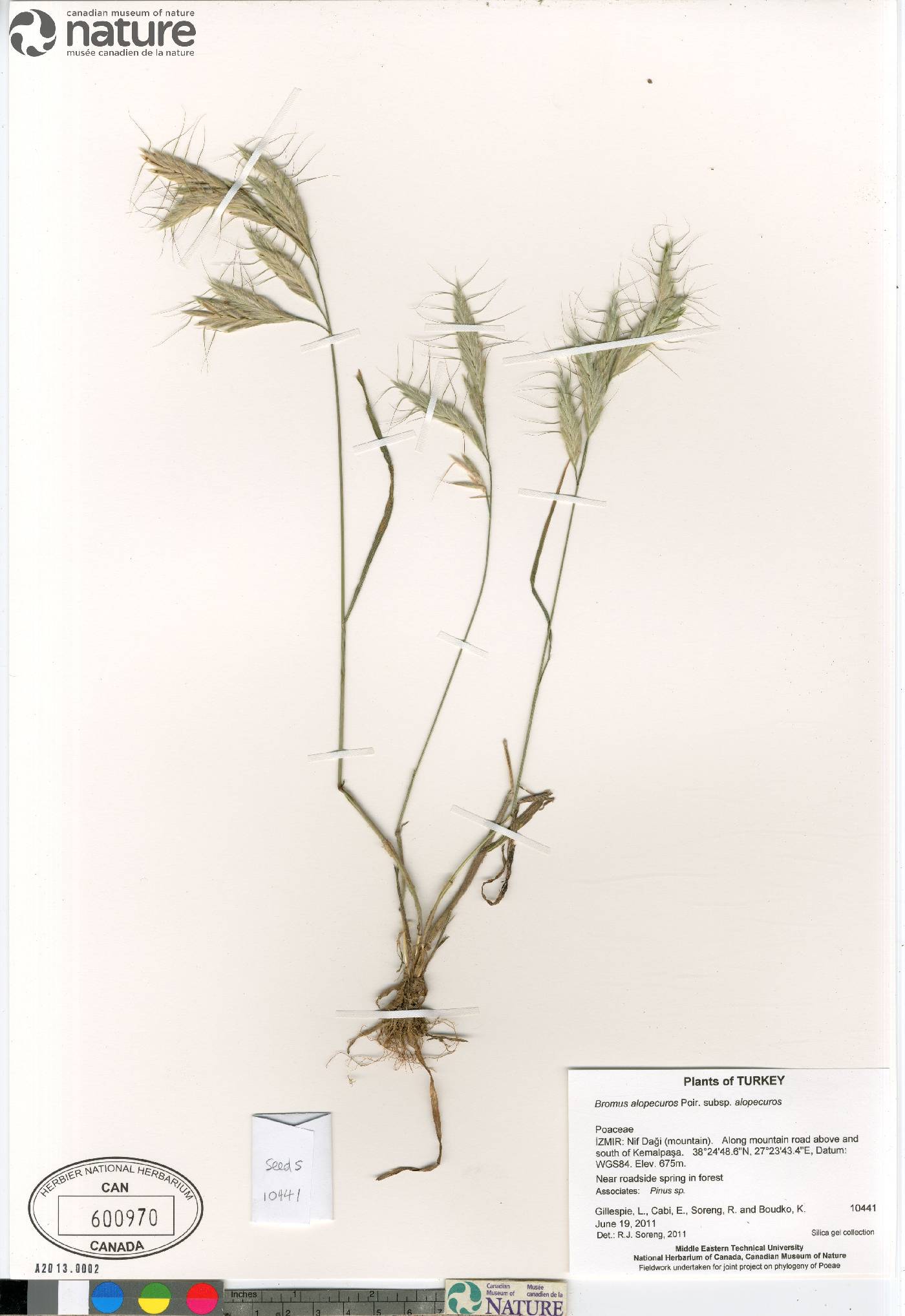 Bromus alopecuros subsp. alopecuros image