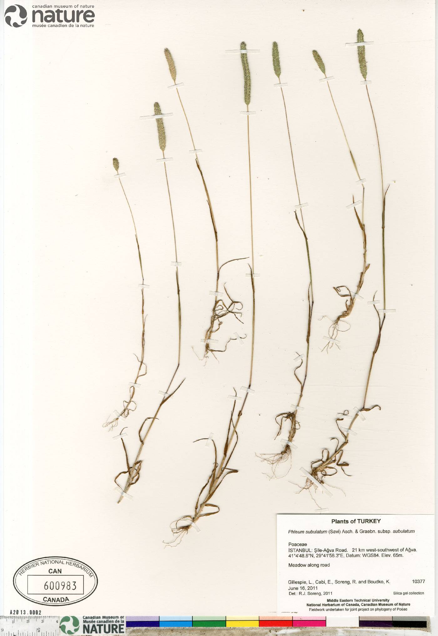 Phleum subulatum image