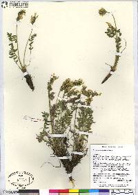 Oxytropis maydelliana image