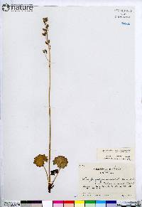 Micranthes nelsoniana subsp. nelsoniana image