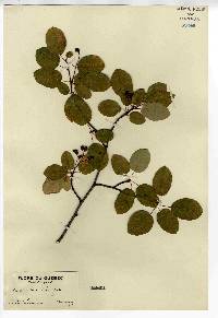 Amelanchier stolonifera image