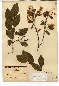 Amelanchier laevis image