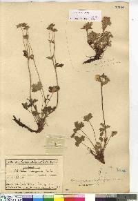 Potentilla emarginata image