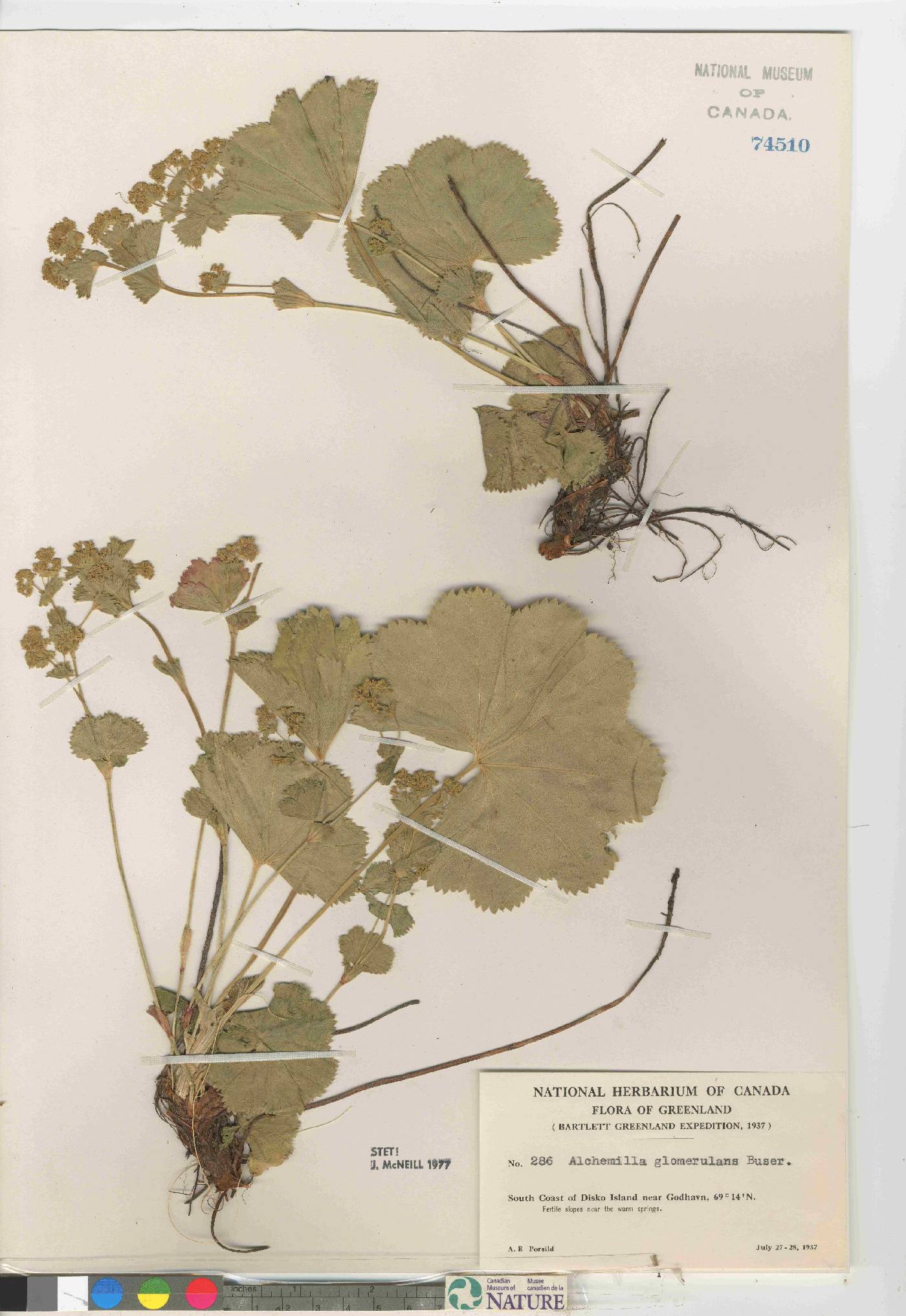 Alchemilla glomerulans image