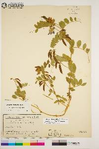 Lathyrus japonicus image