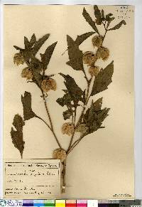 Nicandra physalodes image