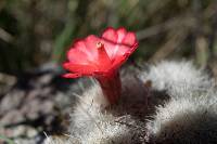 Mammillaria senilis image