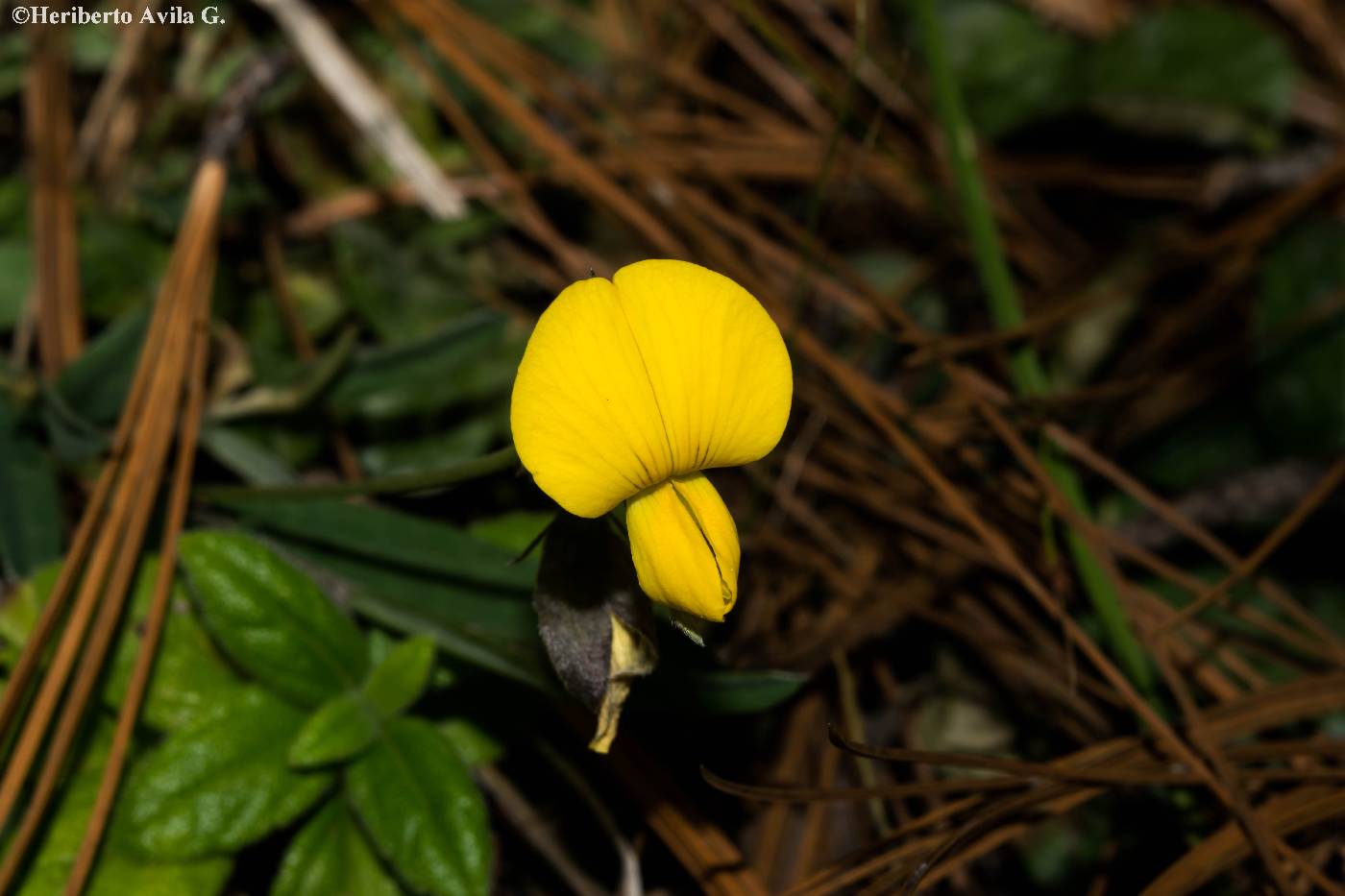 Crotalaria polyphylla image