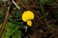 Crotalaria polyphylla image