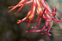 Pitcairnia robert-downsii image