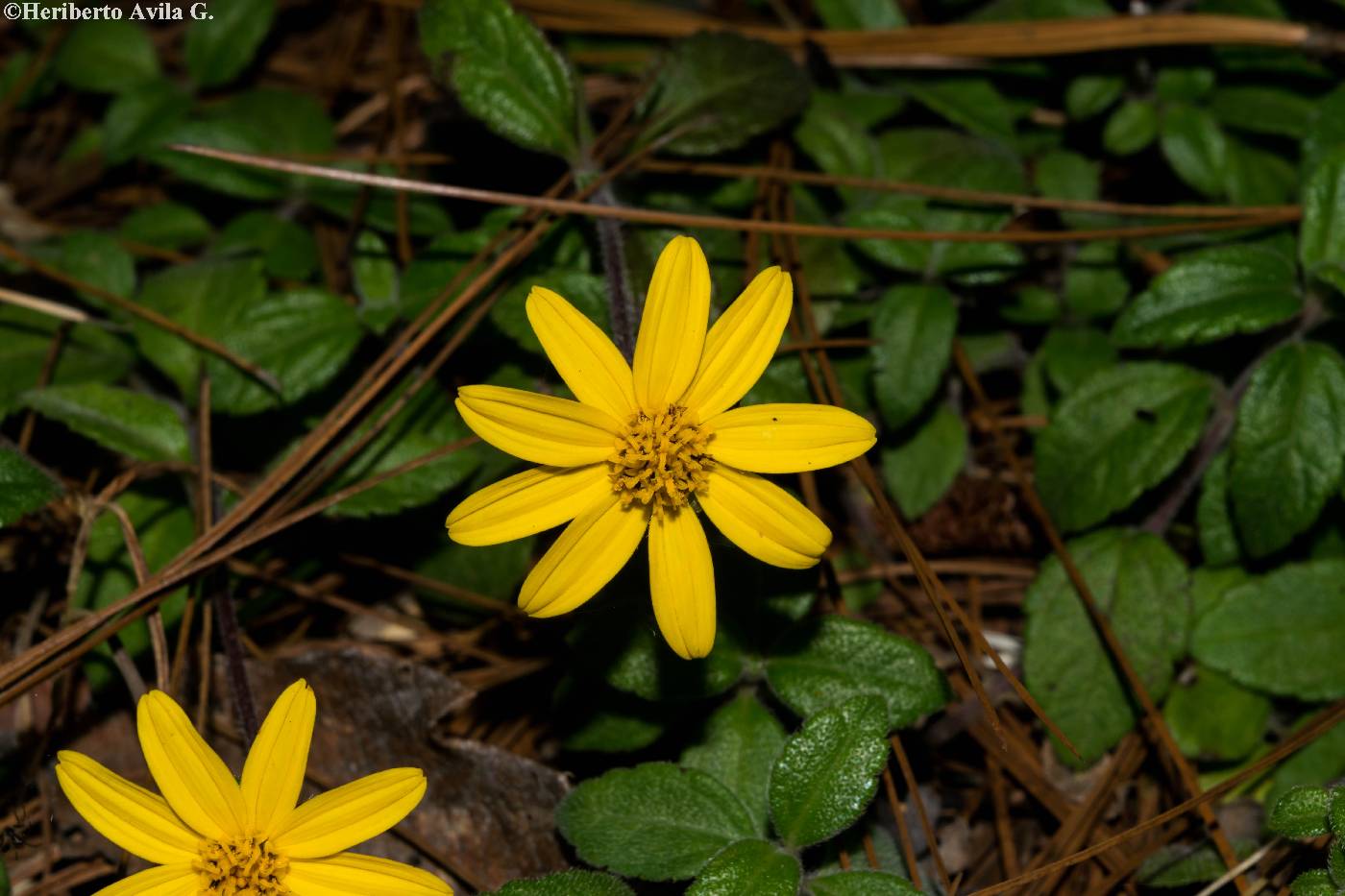 Wedelia mexicana image