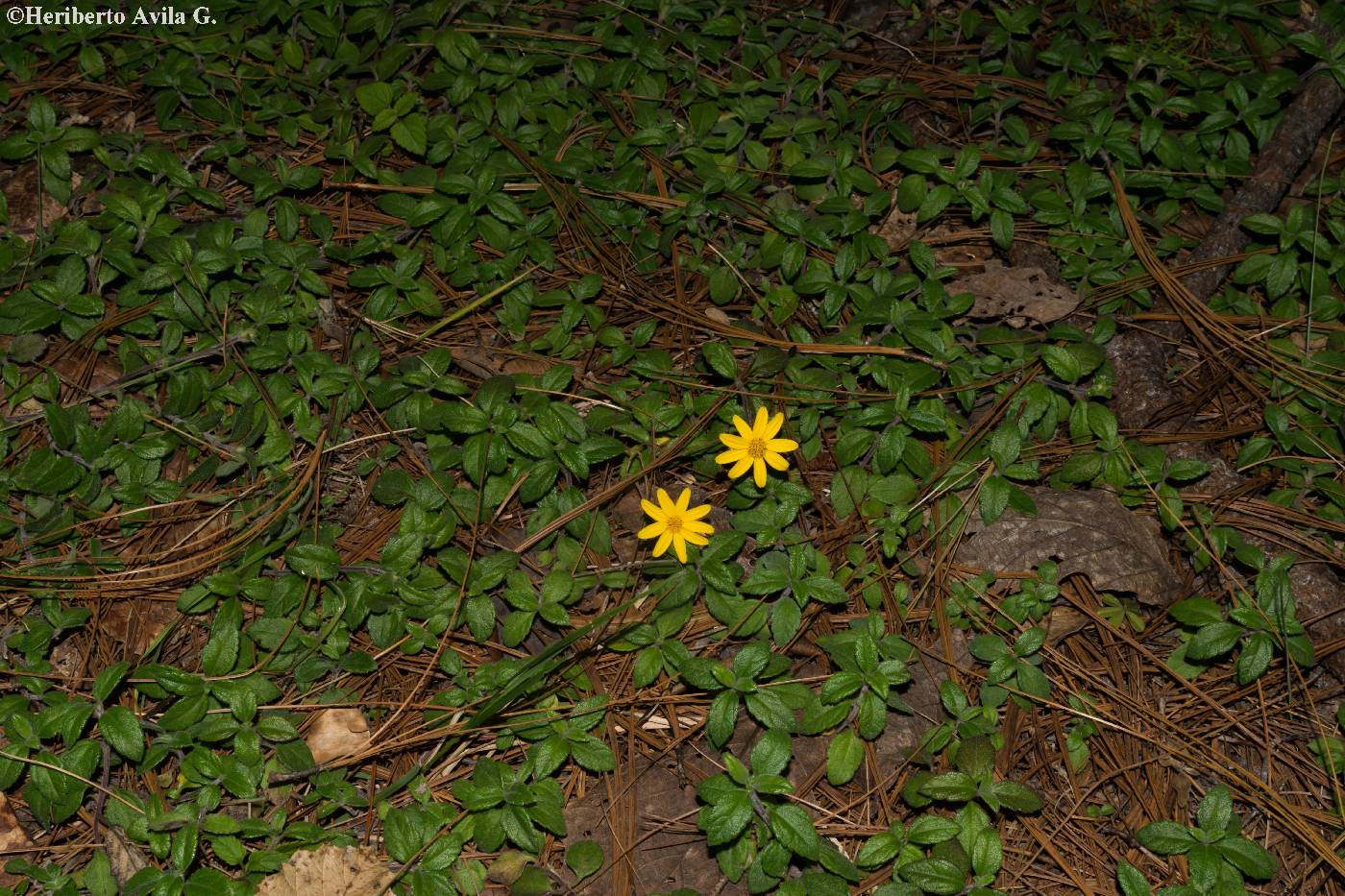 Wedelia mexicana image