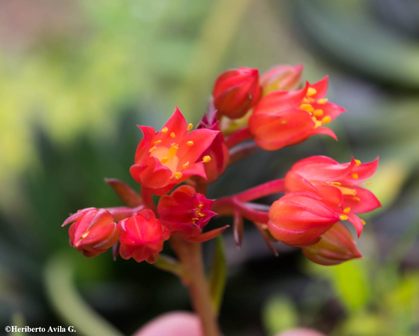 Echeveria affinis image