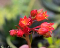Echeveria affinis image