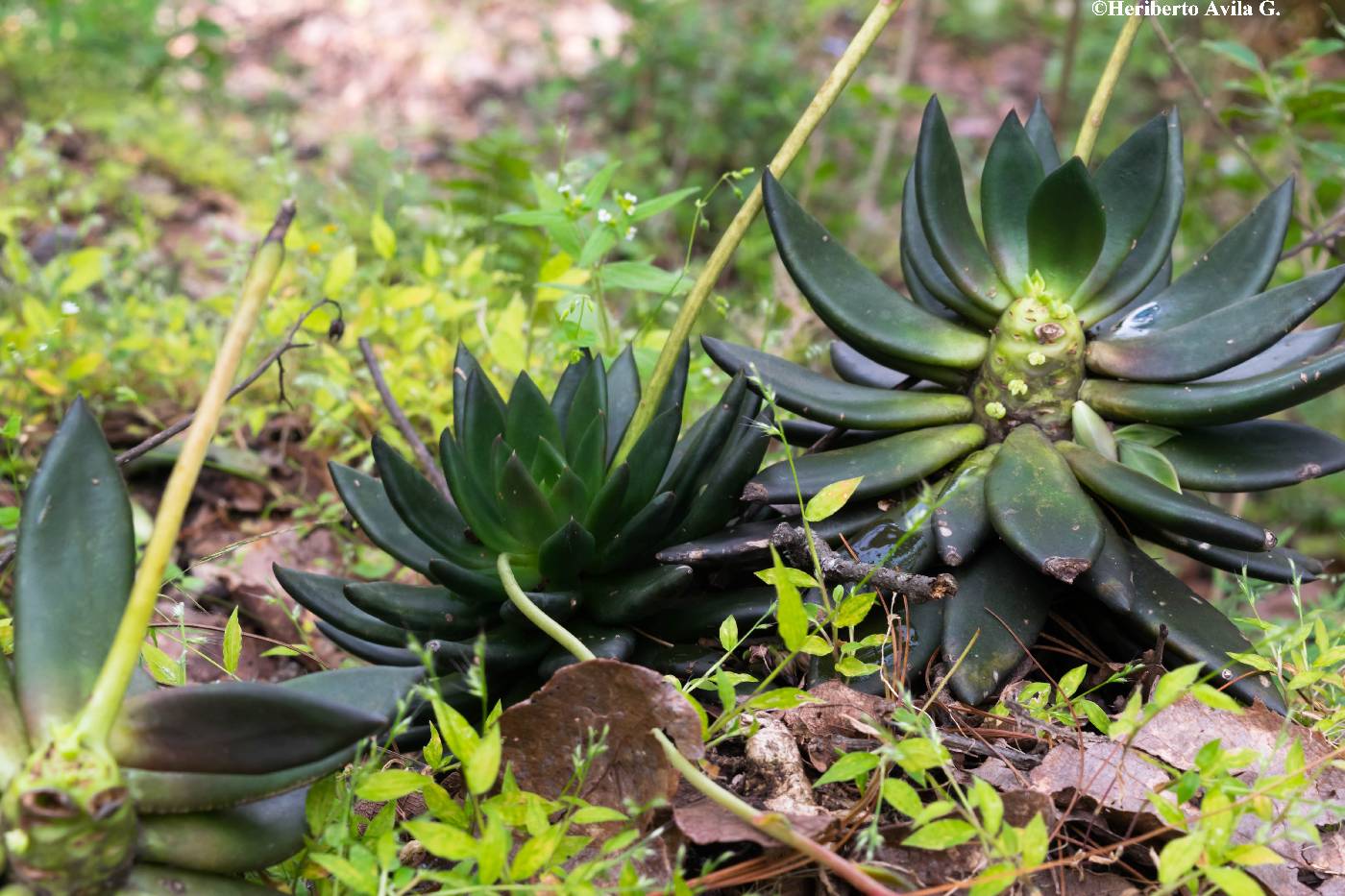 Echeveria affinis image