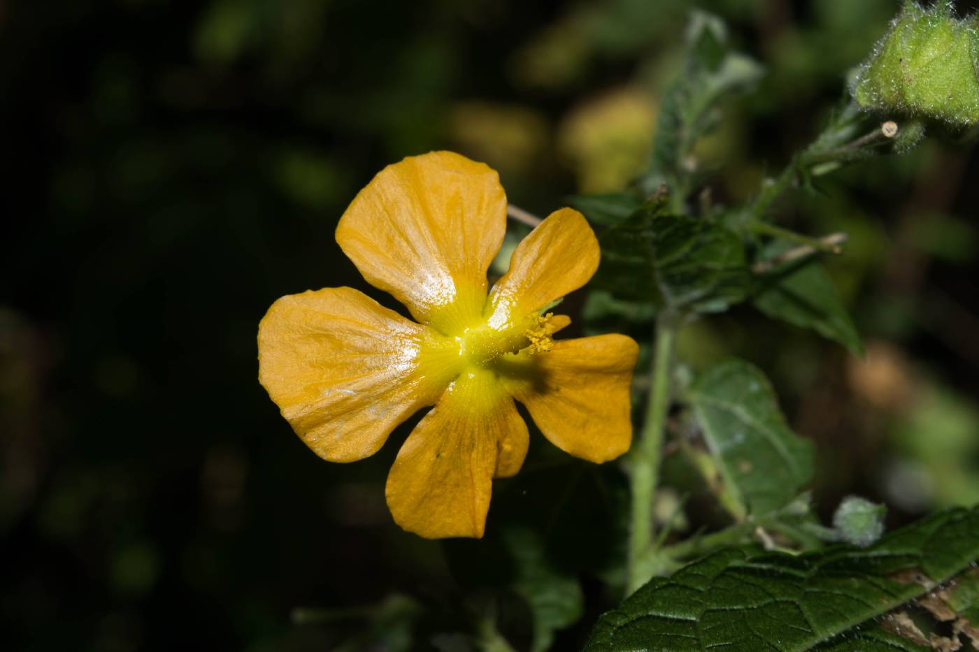 Pseudabutilon orientale image