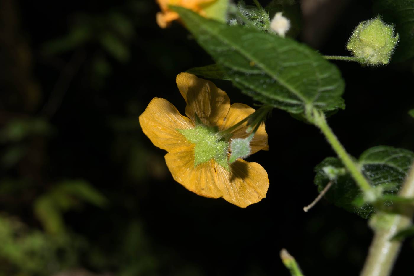 Abutilon orientale image