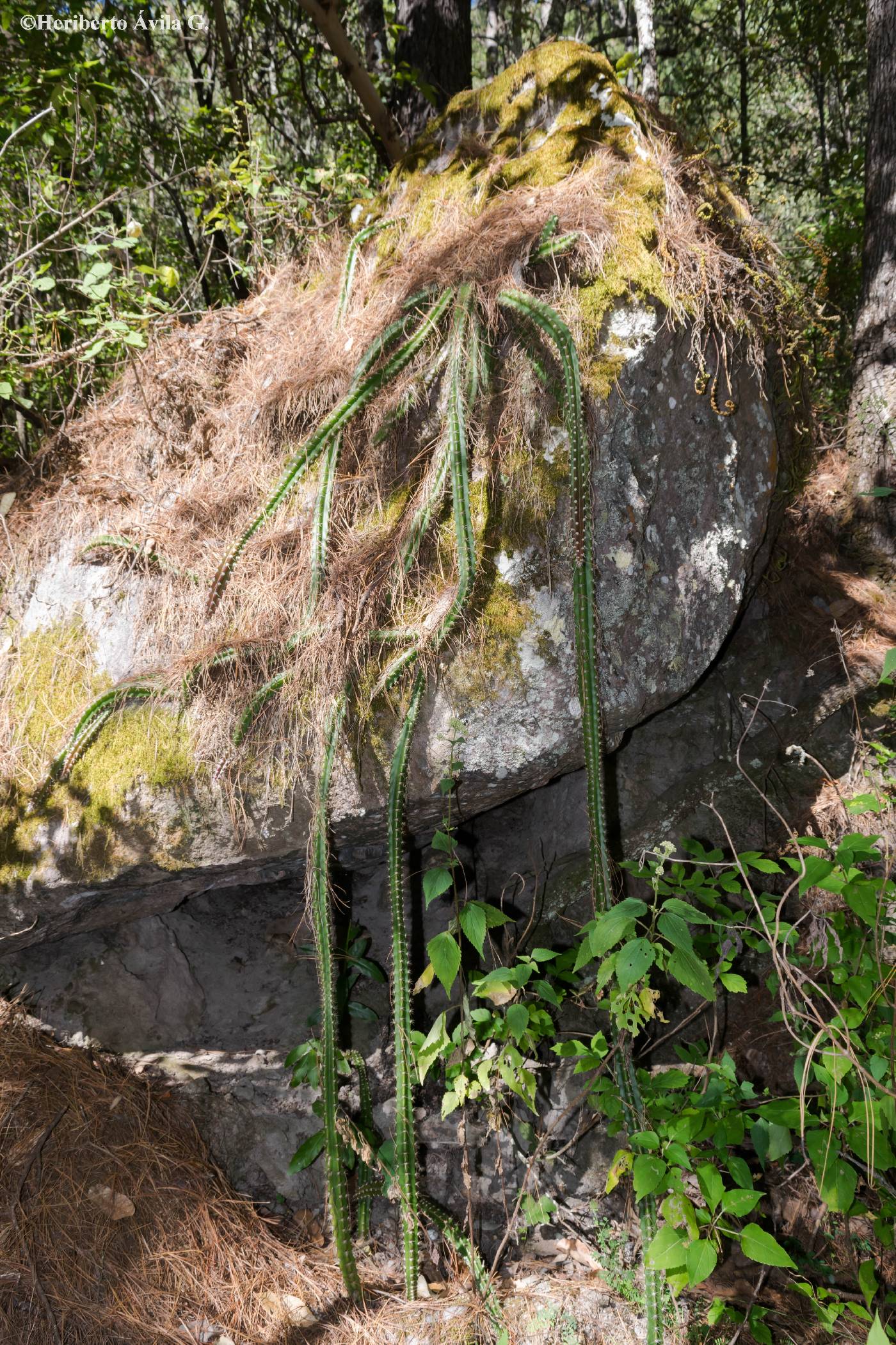 Disocactus speciosus subsp. speciosus image