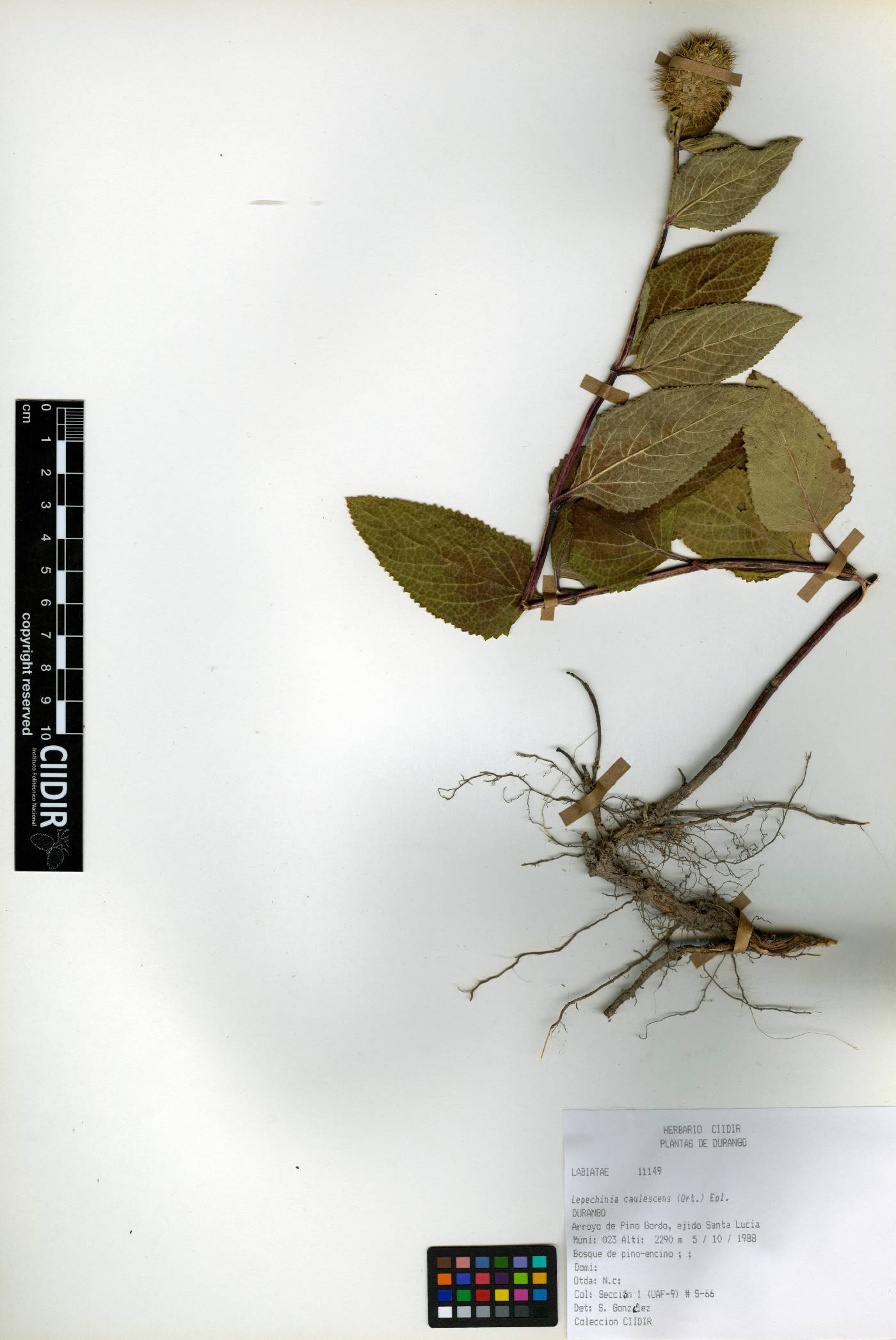 Lepechinia caulescens image