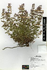 Image of Hedeoma patens