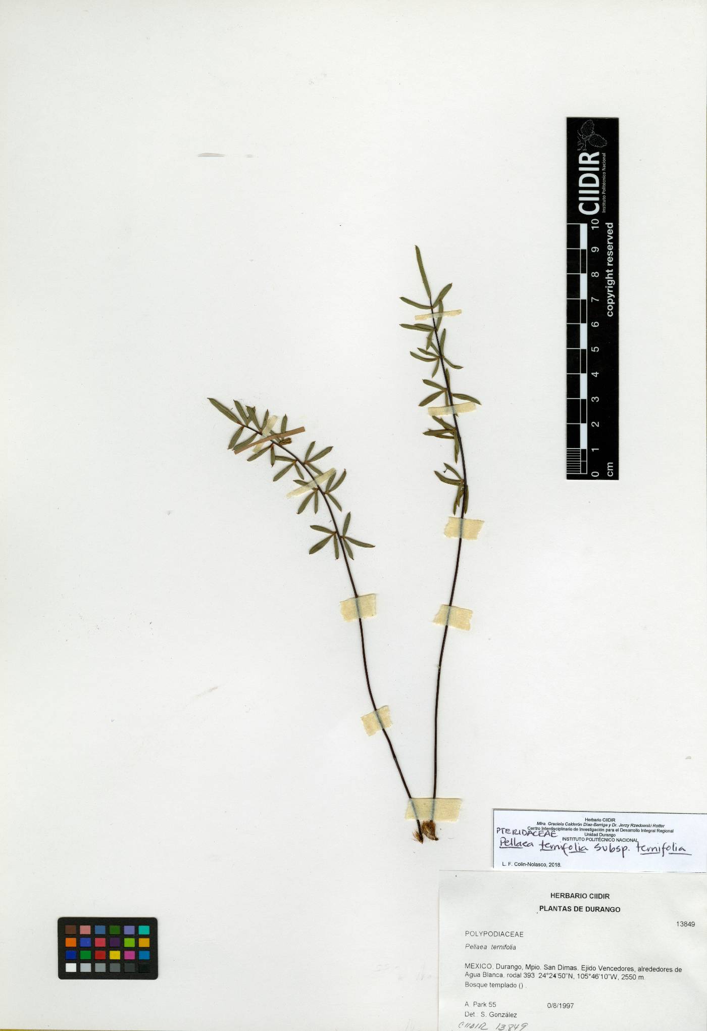 Pellaea ternifolia subsp. ternifolia image