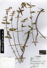 Image of Agastache eplingiana