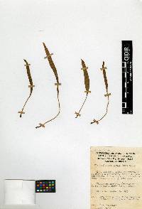 Elaphoglossum gratum image