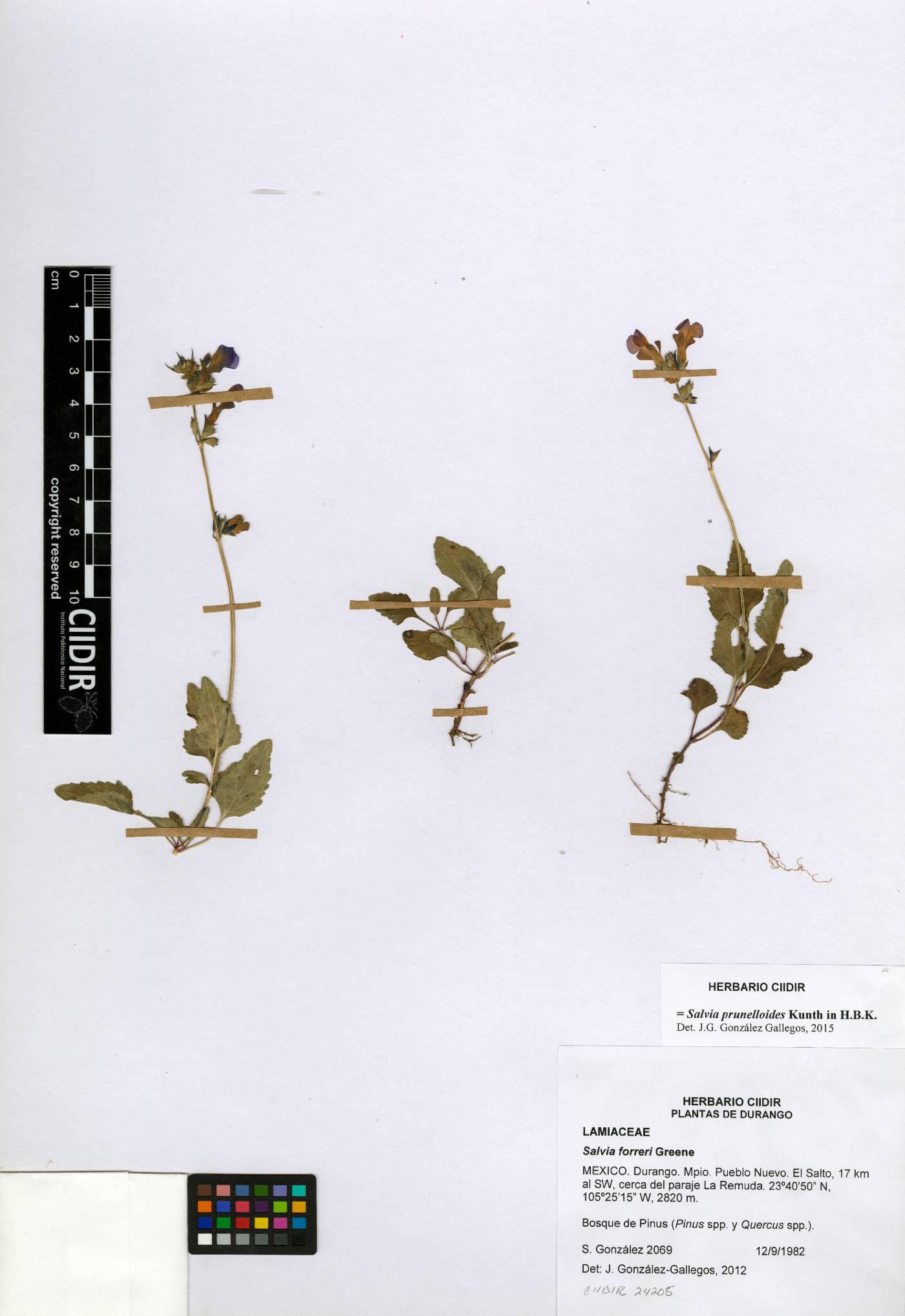 Salvia prunelloides image