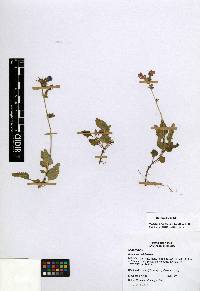 Salvia prunelloides image