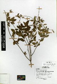 Salvia lavanduloides image