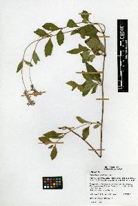 Salvia lavanduloides image