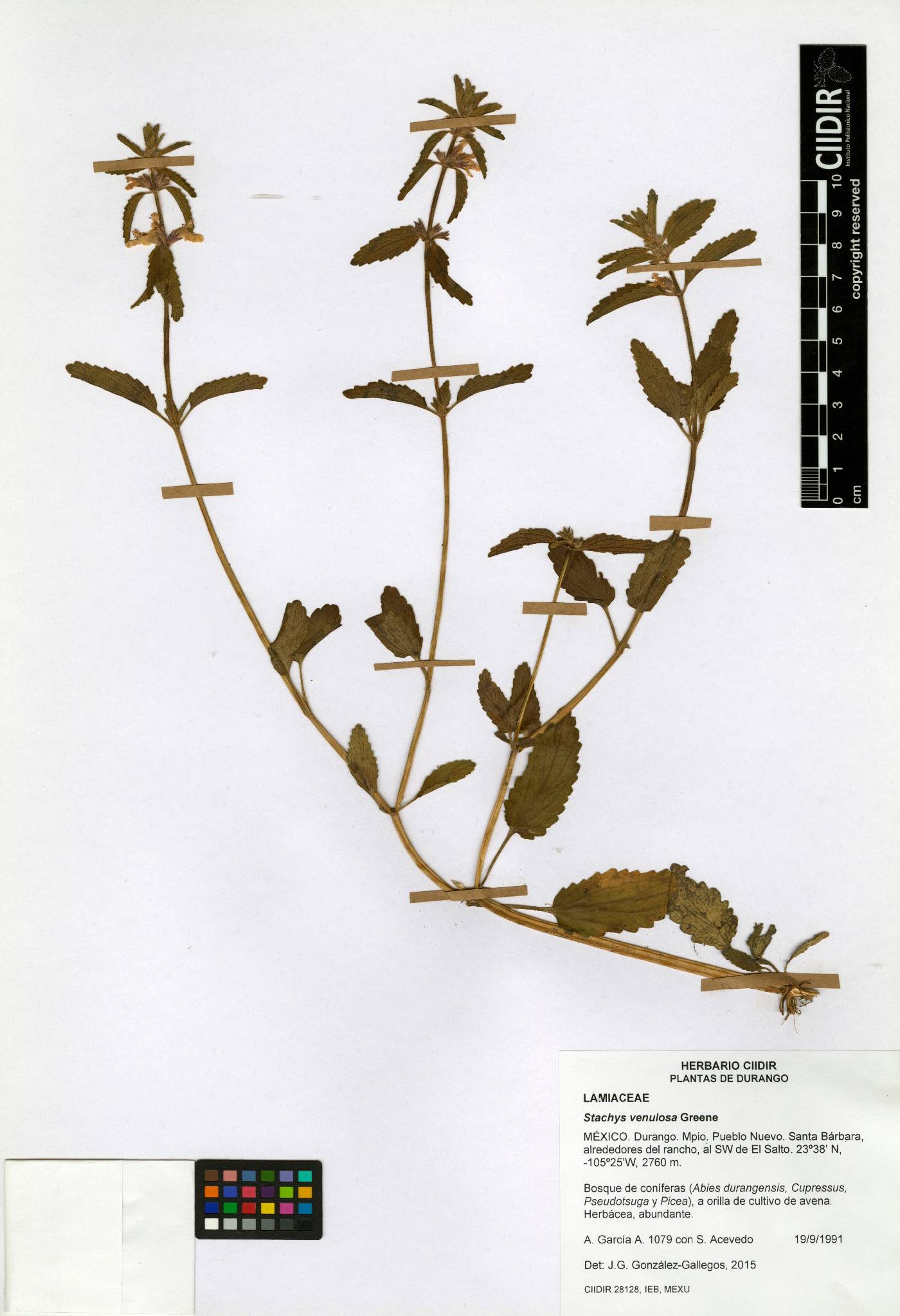 Stachys venulosa image